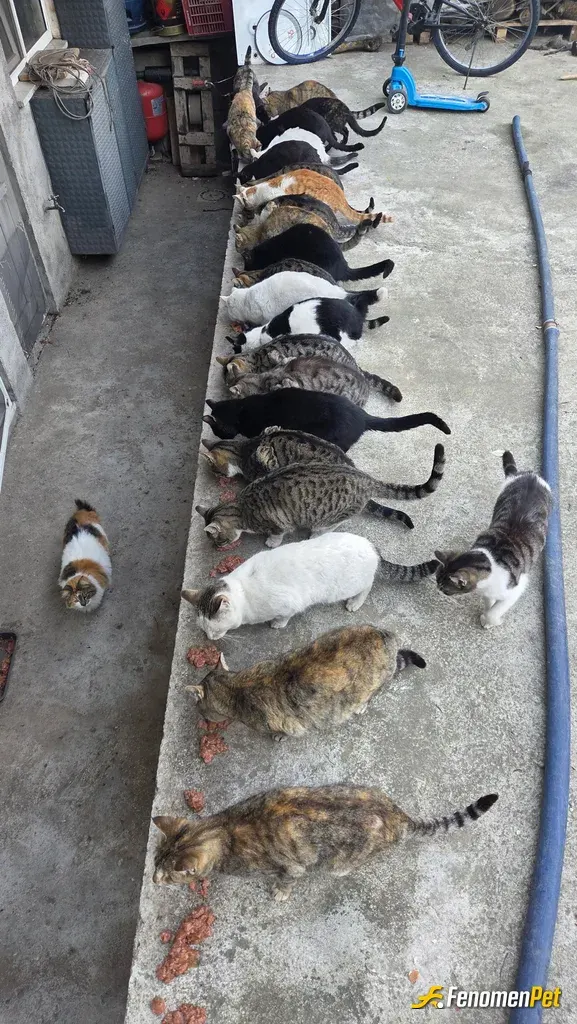 Sokak hayvanı besleme: Konteyner kentte beslediğim 20 den fazla yavru var. Canlar bize emanet