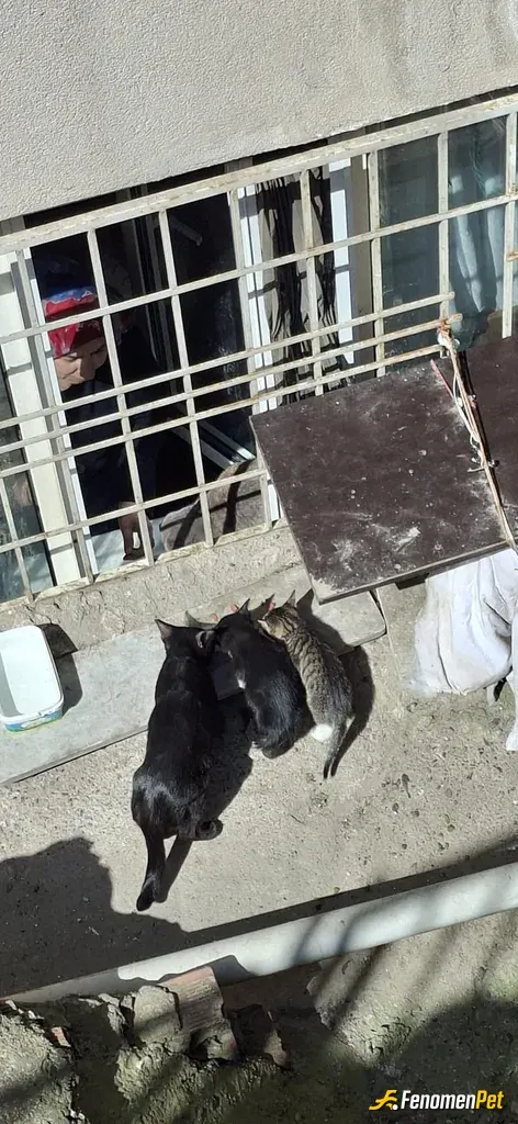 Sokak hayvanı besleme: Devamlı binamızın çevresinde gezerler ve daima aracımda ve evimde mama bulundururum. Elimden geldiğince her gü
