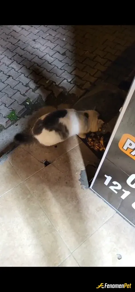 Sokak hayvanı besleme: İşlerinden yemek getirerek kuru mama alarak