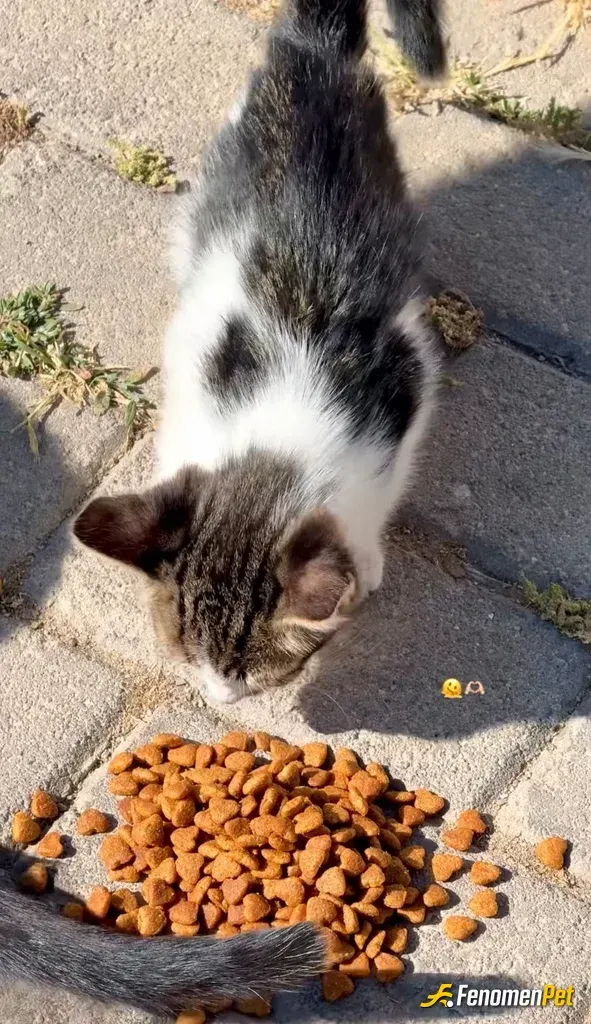 Sokak hayvanı besleme: .