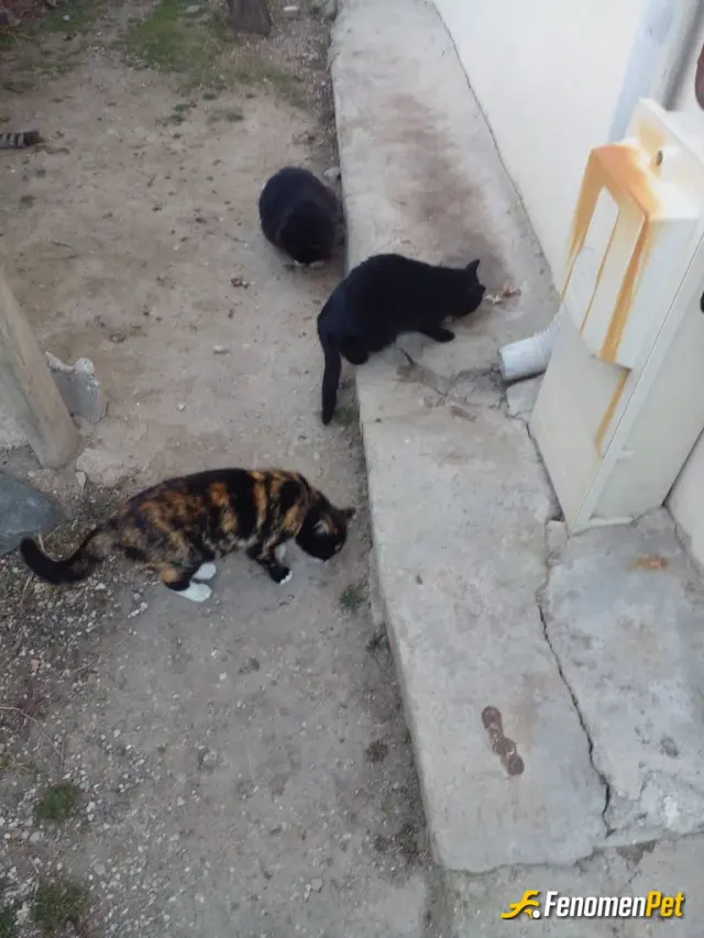 Sokak hayvanı besleme: Sessiz kullar🥰
