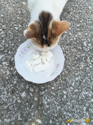 Sokak hayvanı besleme: Besledim