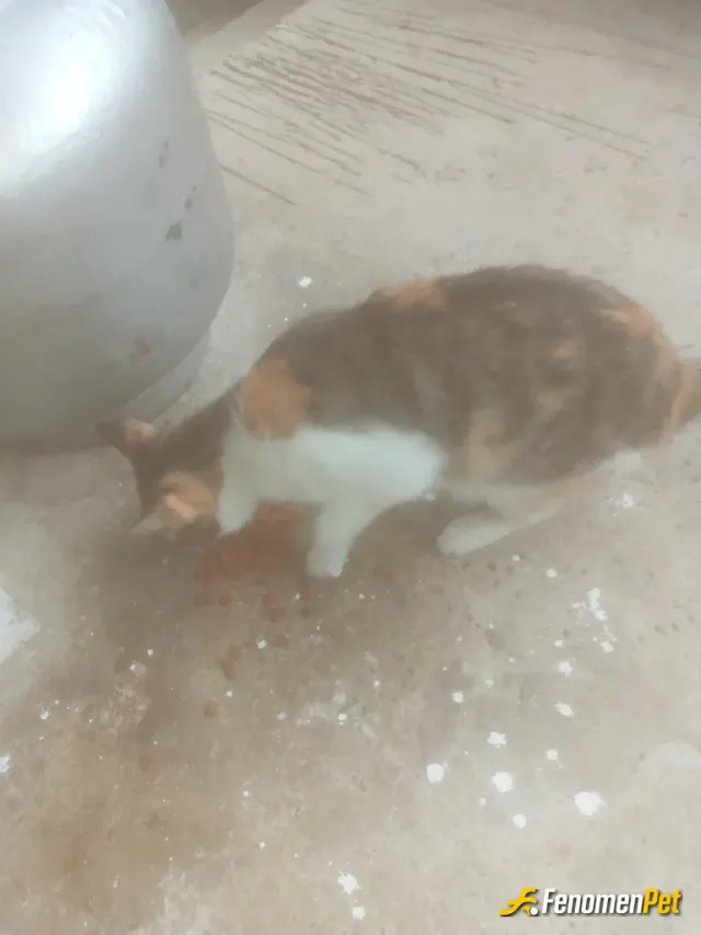 Sokak hayvanı besleme: devamlı besliyorum