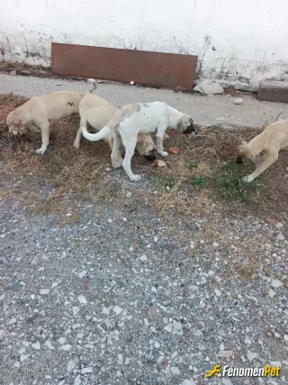 Sokak hayvanı besleme: Küçük misafirlerin karnını doyurdum..!