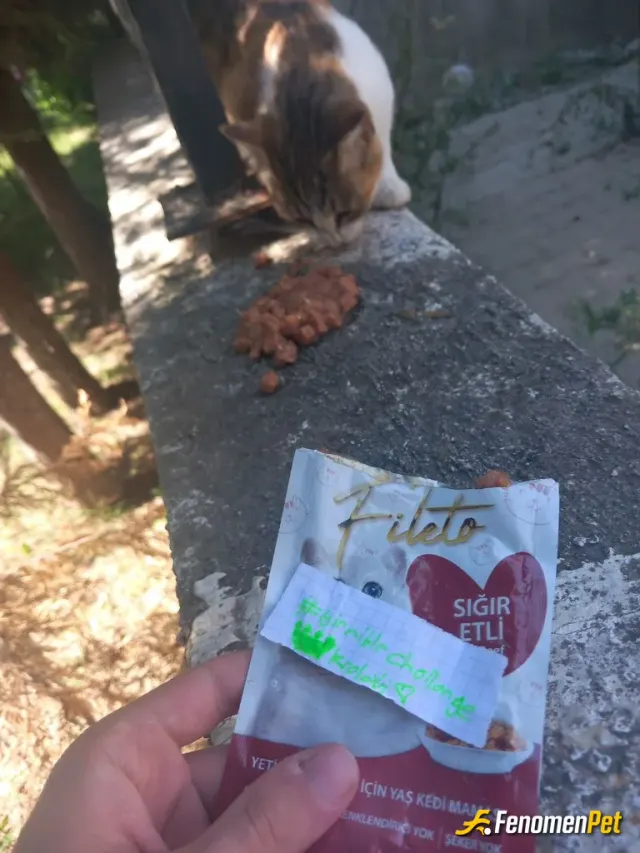 Sokak hayvanı besleme: Mama