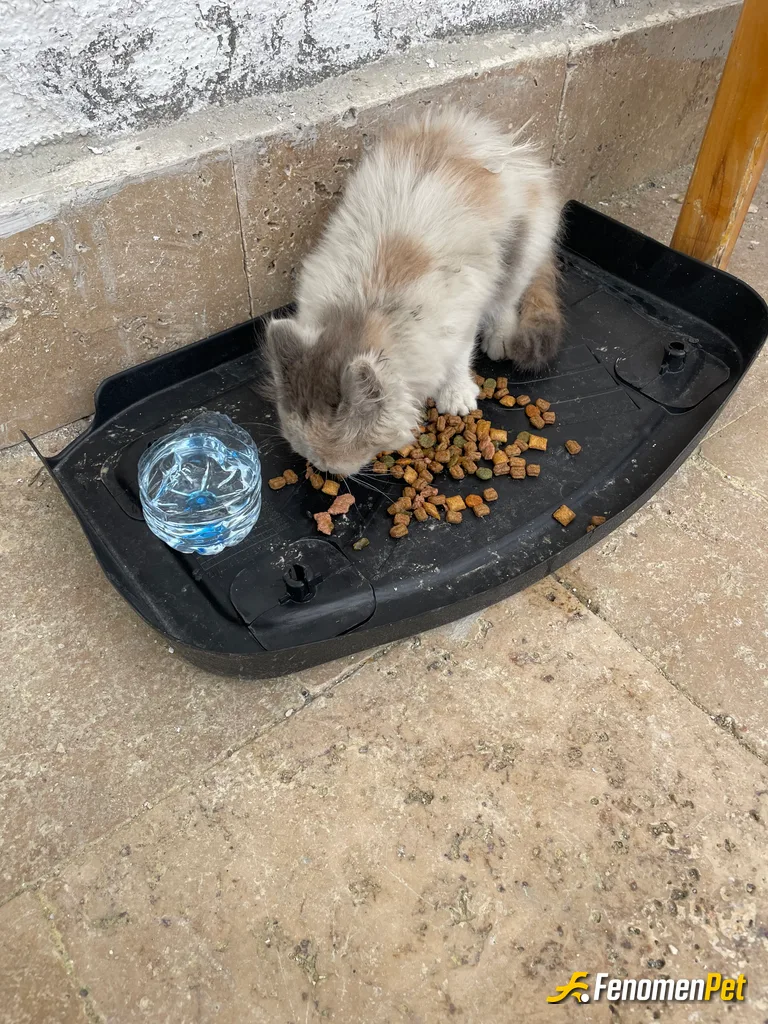 Sokak hayvanı besleme: İş yerimdeki kedi