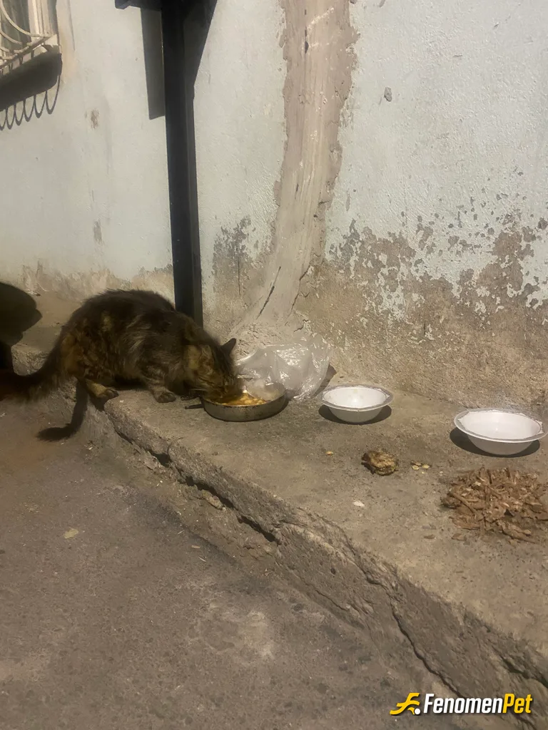 Sokak hayvanı besleme: #Fenomenpet umudun adı