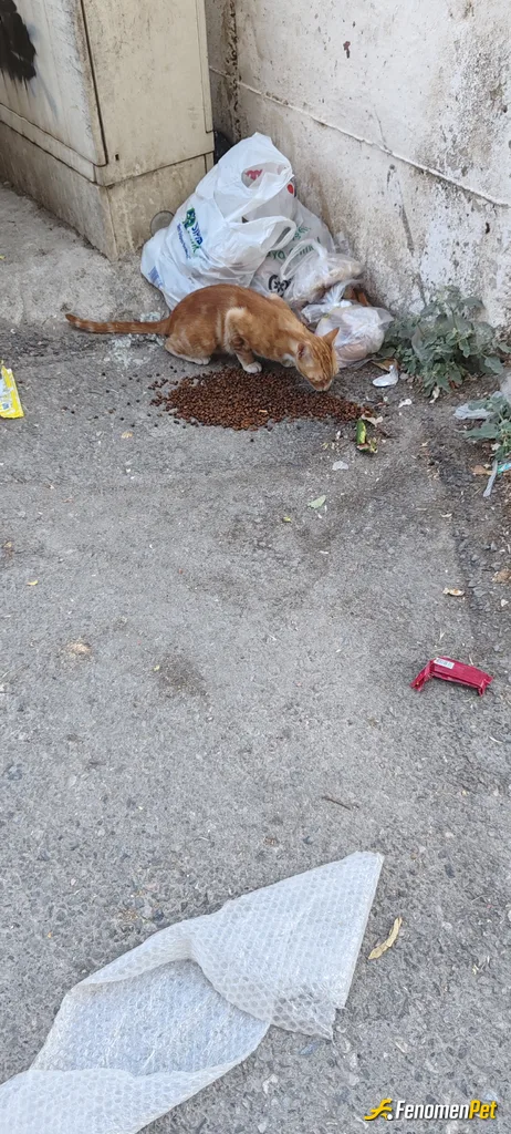 Sokak hayvanı besleme: Mahallede canları besliyoruz