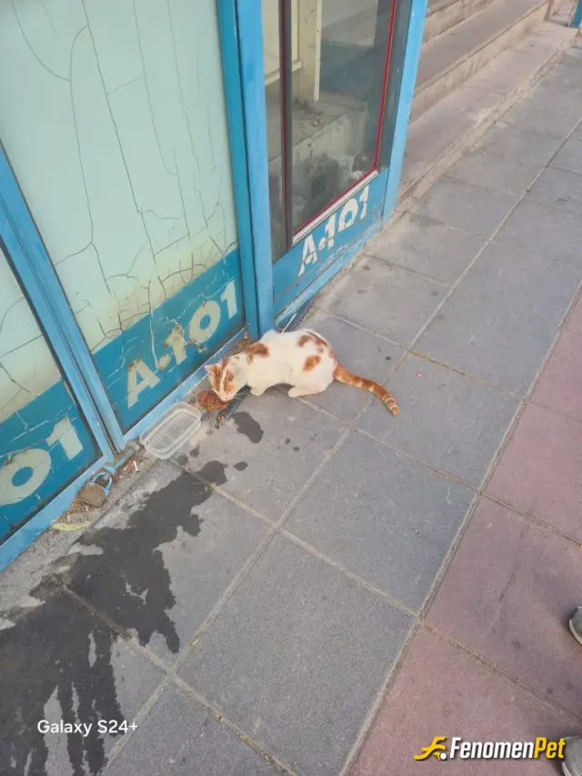 Sokak hayvanı besleme: Beslenme vakti 🐈🐾🐈‍⬛