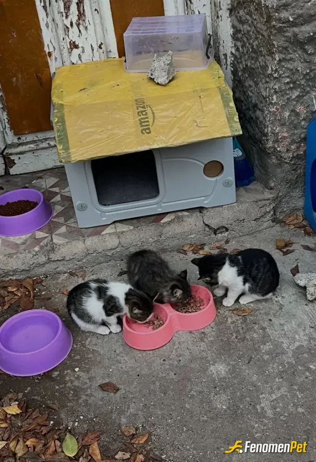 Sokak hayvanı besleme: Bunlar 1ay once benim evime gelip misafir oldular artik bunlar benim can dostlarimdir iyiki varlar
