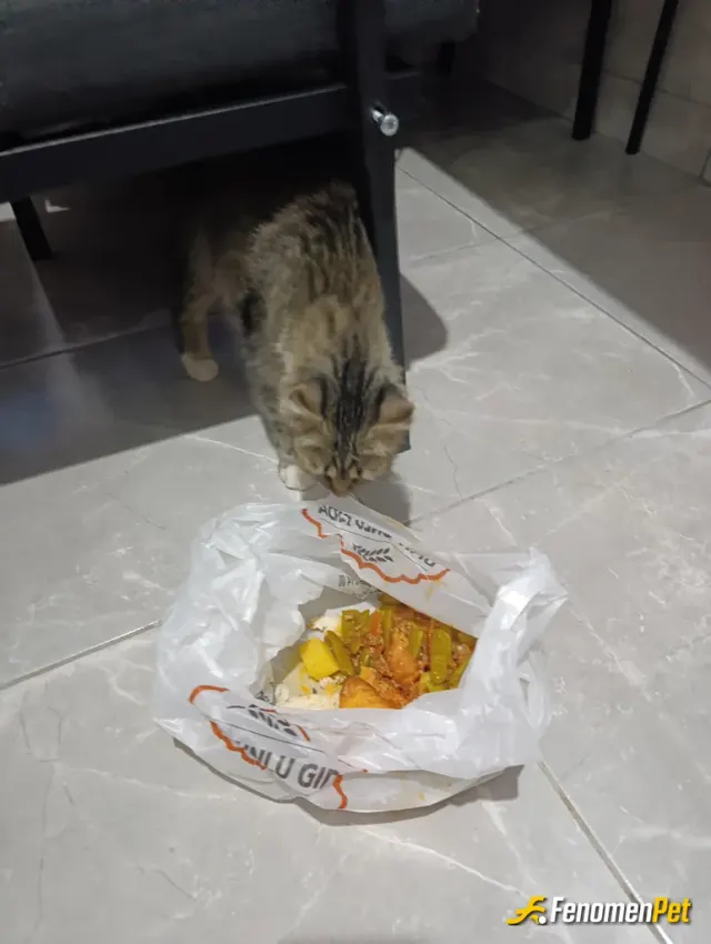 Sokak hayvanı besleme: #fenomenpet
Merhamet iyidir
Garip🐈🐱🐾