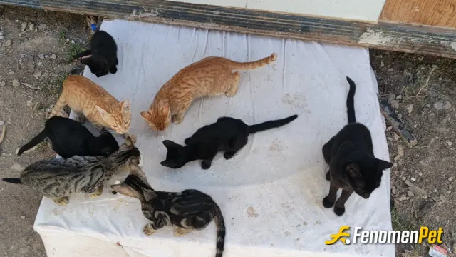 Sokak hayvanı besleme: haşlanmis yumurta ve beyaz peynir