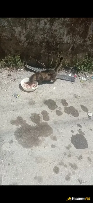 Sokak hayvanı besleme: Kedileri ve köpekleri çok severim kendim ne zaman et tavuk yesem yapsam mutlaka onlara da veririm ayiririm çoğunluk ile …