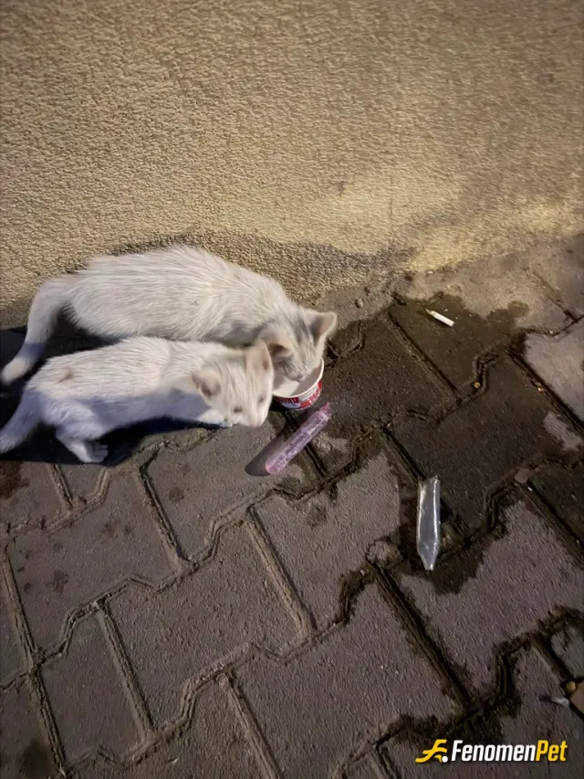 Sokak hayvanı besleme: İki kardeş kedi için önce yoğurt daha sonrasında ise barışacak sıcak bir yuva saplamaya çalıştık