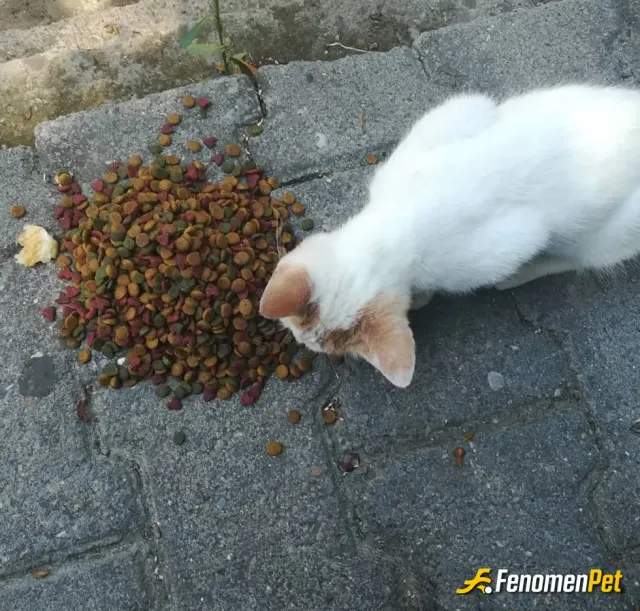 Sokak hayvanı besleme: Mama