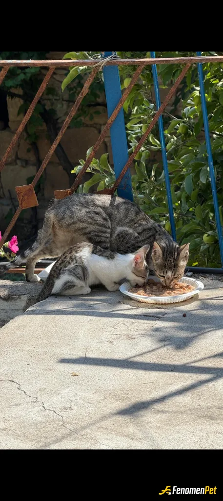 Sokak hayvanı besleme: Mahallenin fedaileri :)