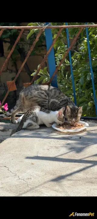 Sokak hayvanı besleme: Mahallenin fedaileri :)
