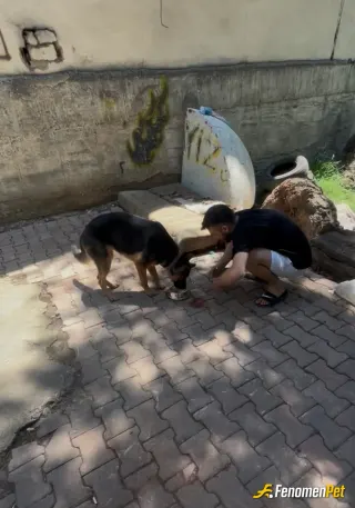 Sokak hayvanı besleme: Sokakta aç buldum yemek verdim