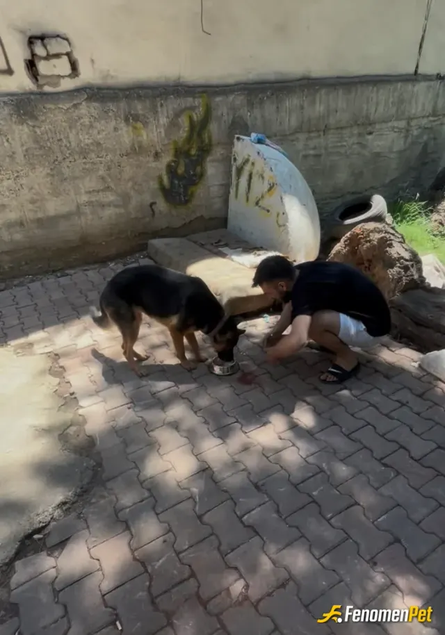 Sokak hayvanı besleme: Sokakta aç buldum yemek verdim