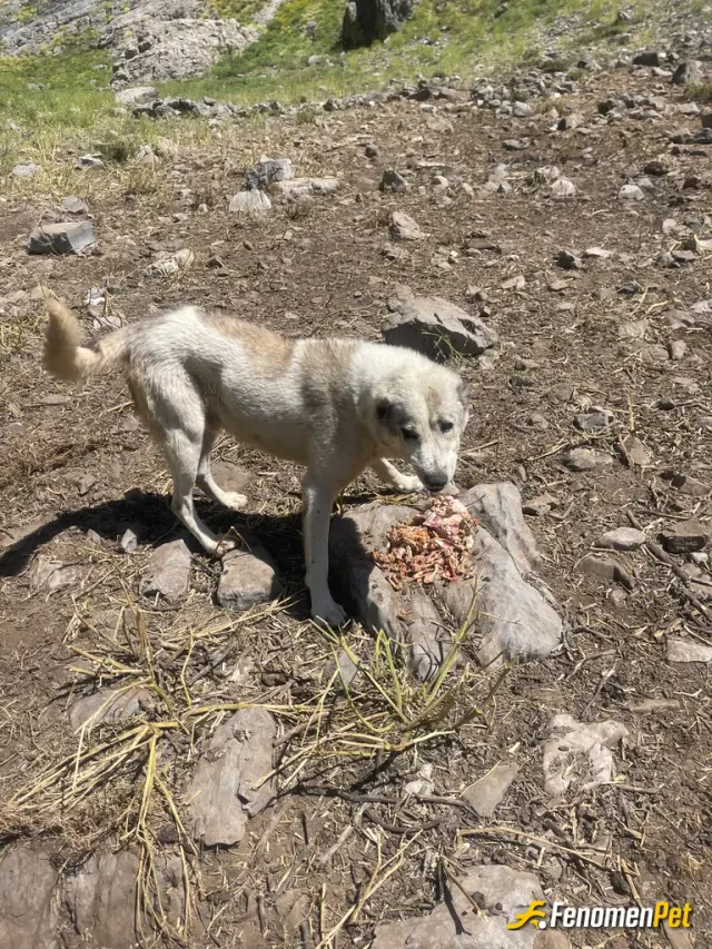 Sokak hayvanı besleme: Yemek köpek verirken