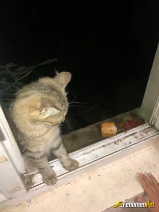 Sokak hayvanı besleme: Camin arkasi otluk gecilmez bi alan bu kedi 2 seneden beri bizim cama surtunerek mama ister bzde kiyamayiz ne