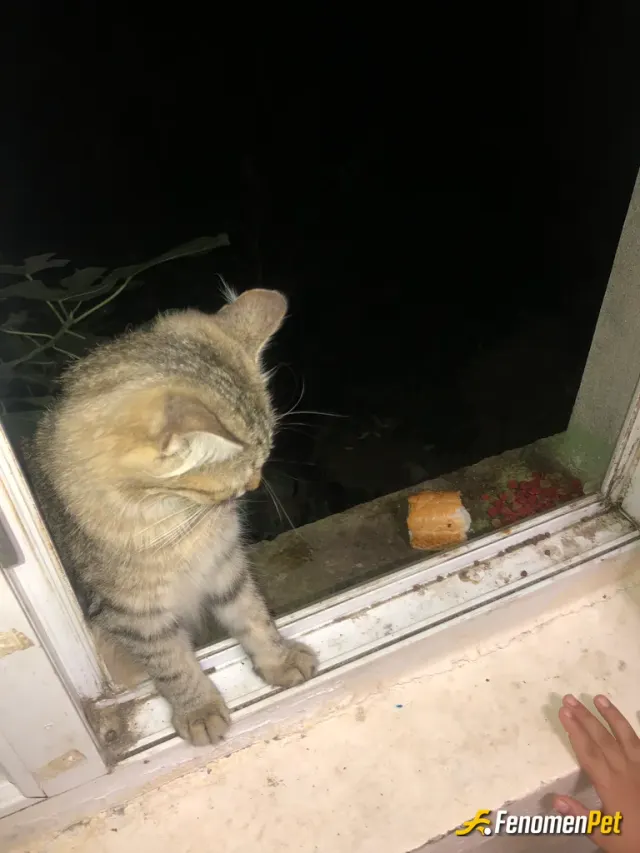 Sokak hayvanı besleme: Camin arkasi otluk gecilmez bi alan bu kedi 2 seneden beri bizim cama surtunerek mama ister  bzde kiyamayiz ne