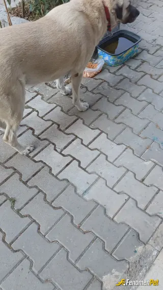 Sokak hayvanı besleme: Binamızın önündeki canımızı her gün besliyoruz 😌