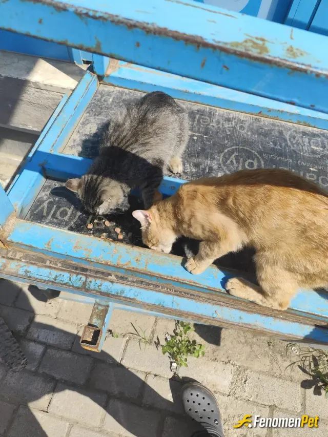 Sokak hayvanı besleme: biz makarna yiyoz bunlar et kedi olmak istiyorum bazen canlarım benim :)