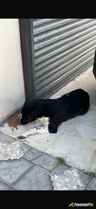 Sokak hayvanı besleme: Hergün kuru mama ile sokakta hayvan beslerim