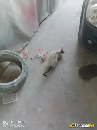 Sokak hayvanı besleme: sokak hayvanlarını besliyerek yardım ediyorum