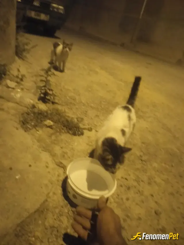 Sokak hayvanı besleme: Elimden geldiğince Bu sicak havalarda gece gündüz su vererek... Keşke daha fazlası gelse....