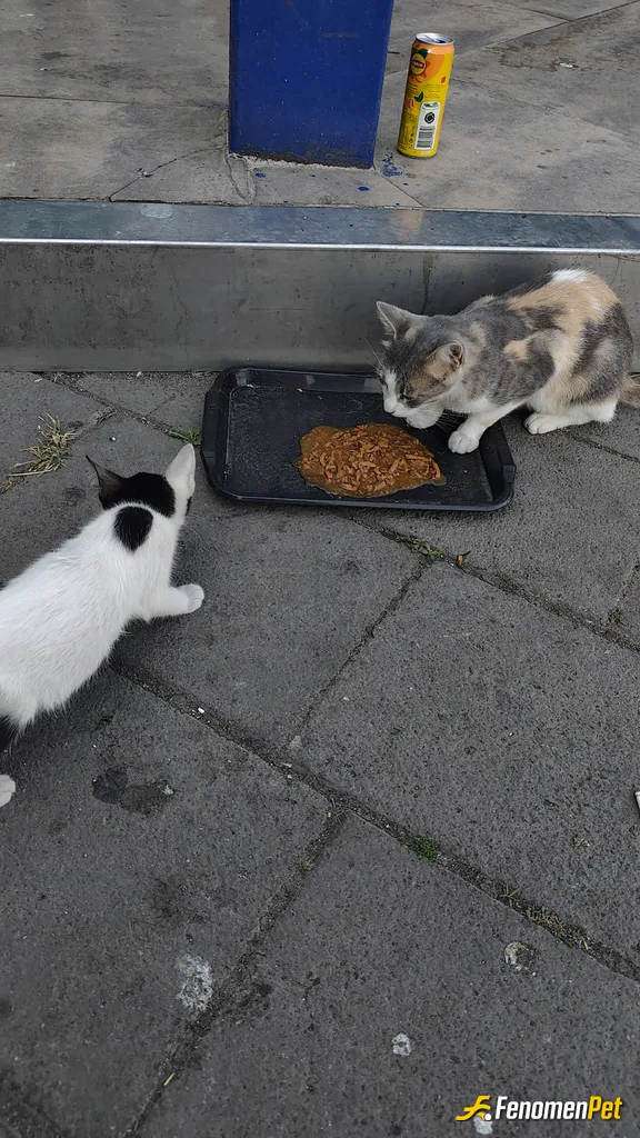 Sokak hayvanı besleme: Yenikapı İDO daki yavrucaklarla biftekli mama keyfi 🫀🥰