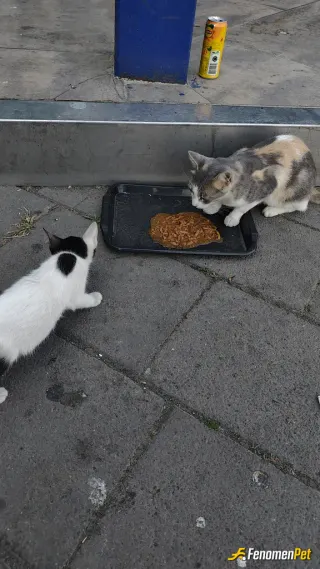 Sokak hayvanı besleme: Yenikapı İDO daki yavrucaklarla biftekli mama keyfi 🫀🥰