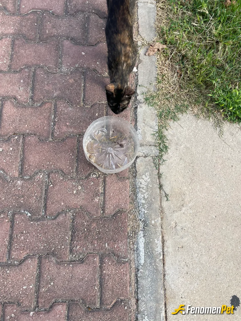 Sokak hayvanı besleme: Sı gibi ömrü olsun