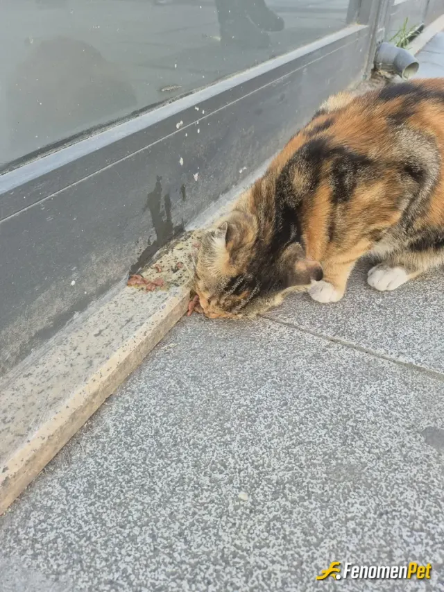 Sokak hayvanı besleme: kedi besledik