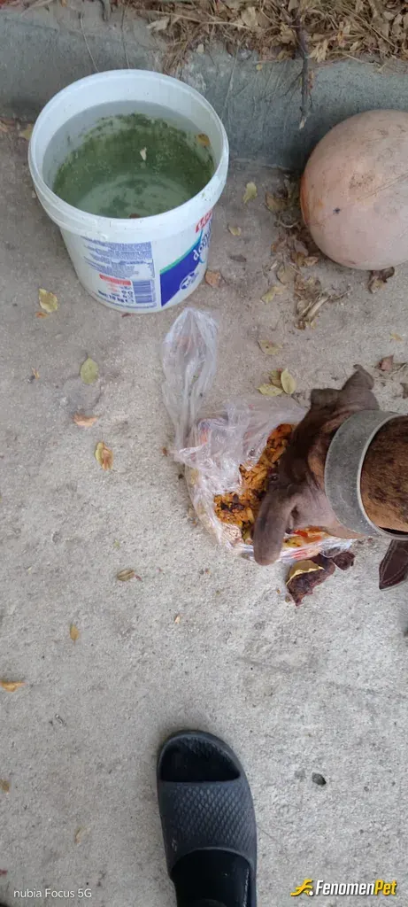 Sokak hayvanı besleme: Yemek veriyorum su veriyorum her köşeye yemek su bırakıyorum