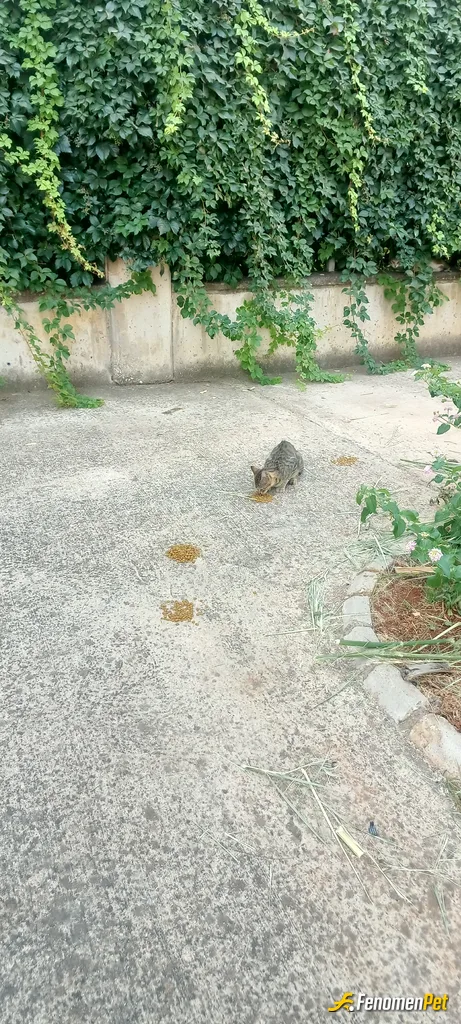 Sokak hayvanı besleme: minaklarim gelmiş