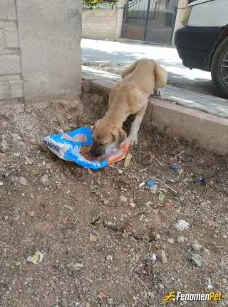 Sokak hayvanı besleme: Seviyorum hayvanları beslemeyı