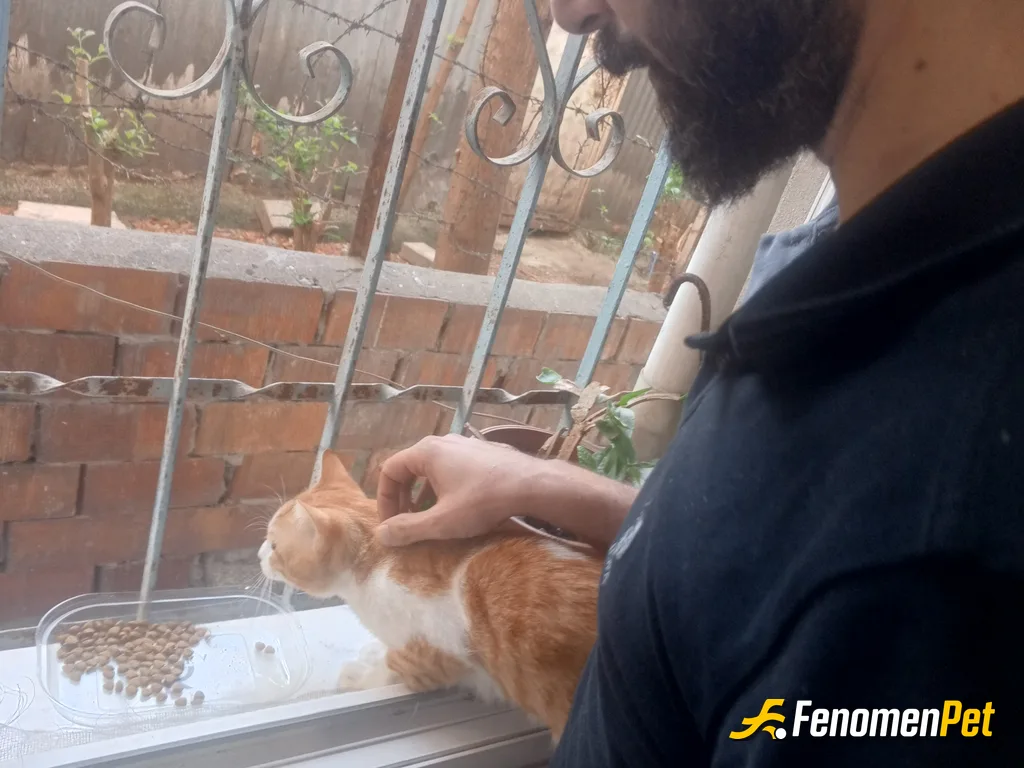 Sokak hayvanı besleme: Ben taksim Cihangir'de yaşıyorum zaten sokak hayvanları için bazen yardım kampanyası mama temin her sokak köşesine mama …