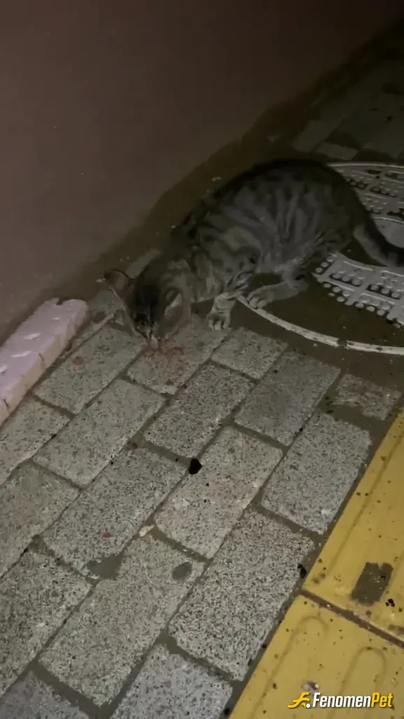 Sokak hayvanı besleme: Pendik ilçesinde mahallemde tekir bir anne kedi