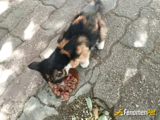 Yavrular gelismeli:)