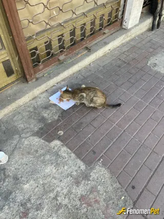 Kartal sokak hayvanını beslerken çektiği fotoğraf