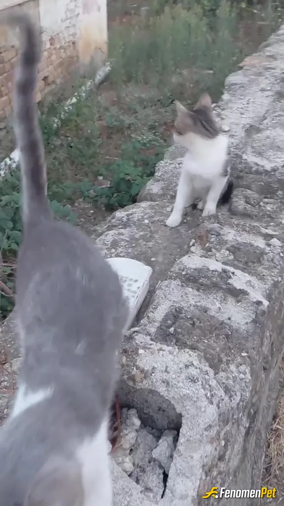Sokak hayvanı besleme: Bahcemizin misafiriydi artık bizim oldu ;)