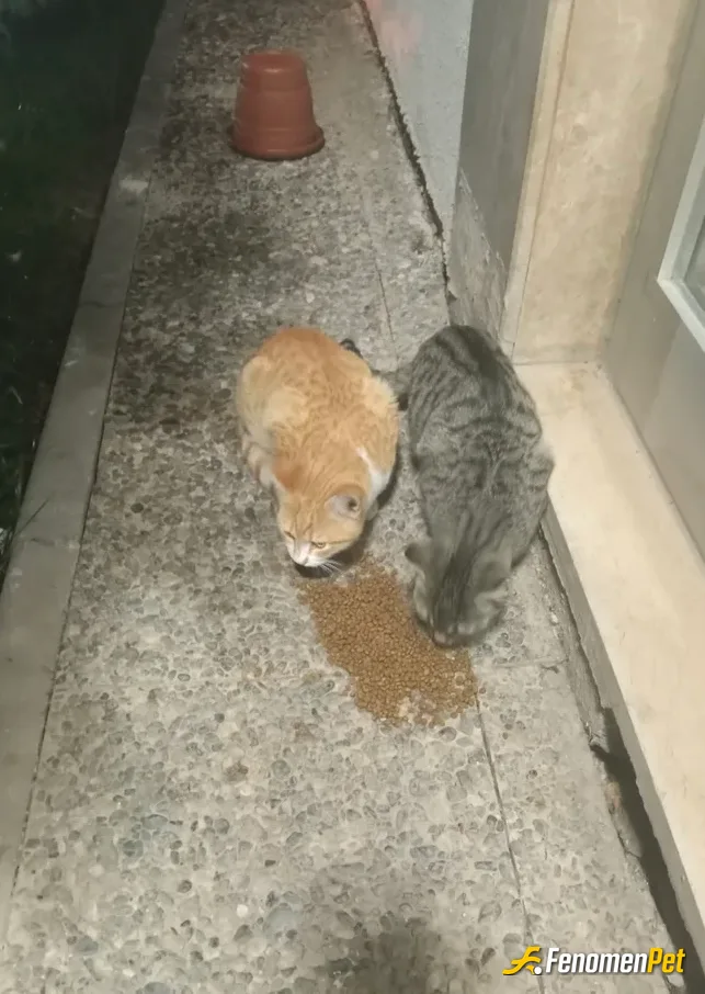 Sokak hayvanı besleme: Mahallemizin kedileri