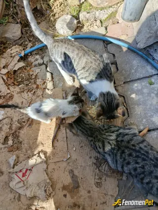 Onaylanmış katılım örneği