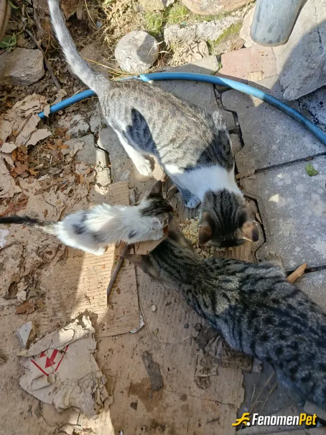 ahmett18 sokak hayvanını beslerken çektiği fotoğraf