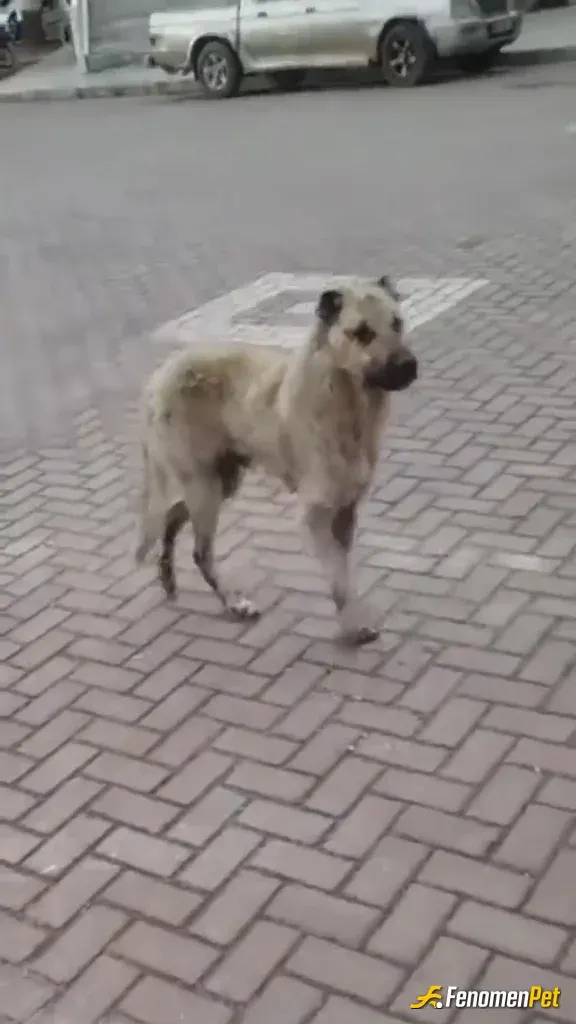 Sokak hayvanı besleme: kız arkadaşımla sokaktaki kopegi