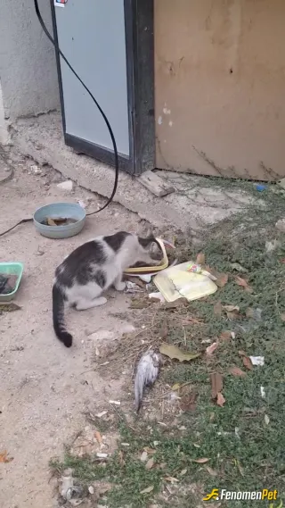 Sokak hayvanı besleme: Isyerinin otoparkinda hergun besliyorum bu canlari:))