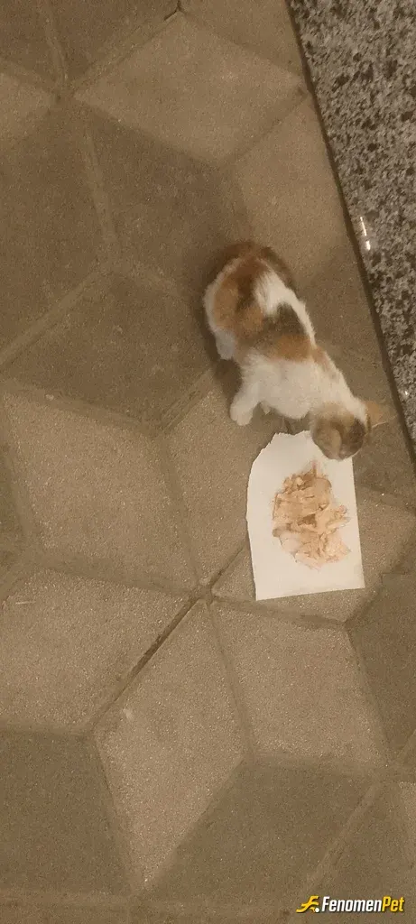 Sokak hayvanı besleme: Minnoşa döner ısmarladım