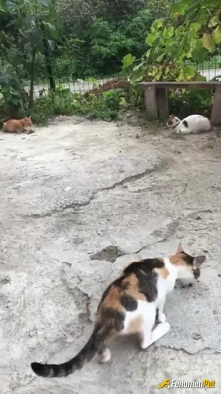 Sokak hayvanı besleme: Kedi